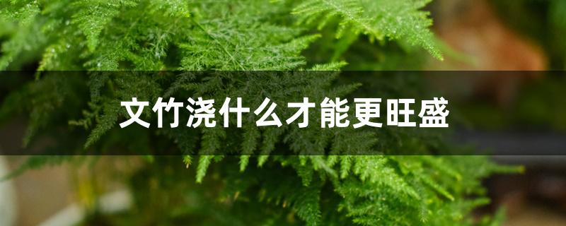 文竹浇什么才能更旺盛 文竹浇什么才能更旺盛