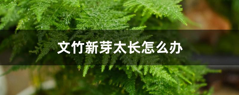 文竹新芽太长怎么办 文竹新芽太长怎么办