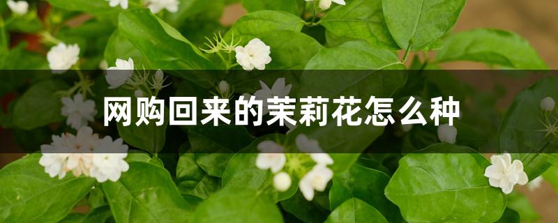 网购回来的茉莉花怎么种 网购回来的茉莉花怎么种