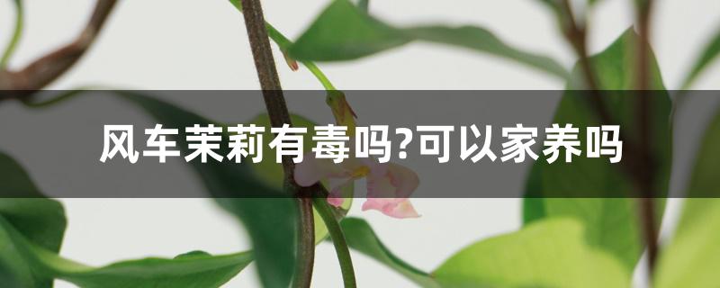 风车茉莉有毒吗?可以家养吗 风车茉莉有毒吗?可以家养吗