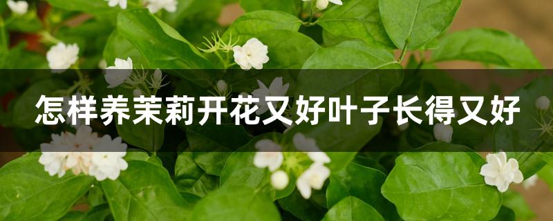 怎样养茉莉开花又好叶子长得又好 怎样养茉莉开花又好叶子长得又好