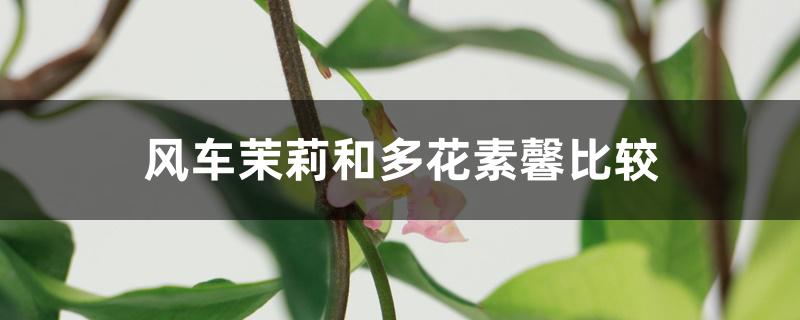 风车茉莉和多花素馨比较 风车茉莉和多花素馨比较