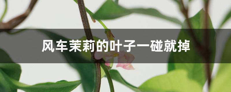 风车茉莉的叶子一碰就掉 风车茉莉的叶子一碰就掉