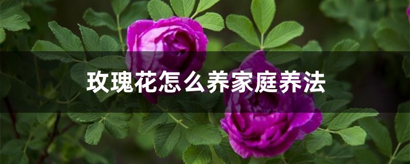 玫瑰花怎么养家庭养法 玫瑰花怎么养家庭养法