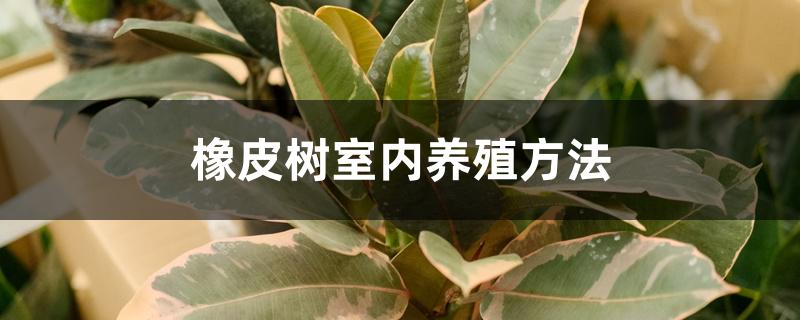 橡皮树室内养殖方法 橡皮树室内养殖方法