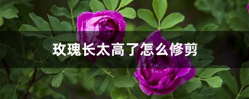 玫瑰长太高了怎么修剪 玫瑰长太高了怎么修剪