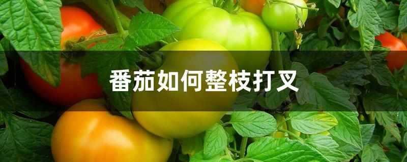番茄如何整枝打叉 番茄如何整枝打叉