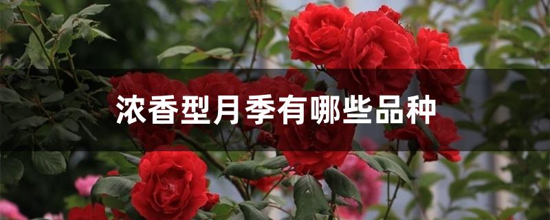 浓香型月季有哪些品种 浓香型月季有哪些品种