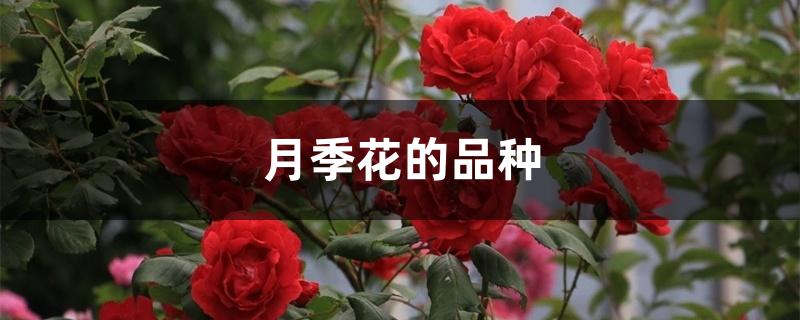 月季花的品种 月季花的品种