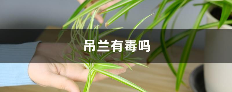 吊兰有毒吗 吊兰有毒吗
