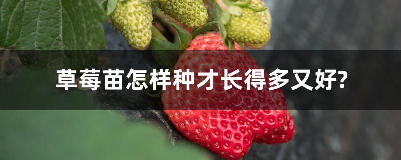 草莓苗怎样种才长得多又好? 草莓苗怎样种才长得多又好?