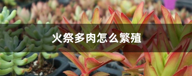 火祭多肉怎么繁殖 火祭多肉怎么繁殖