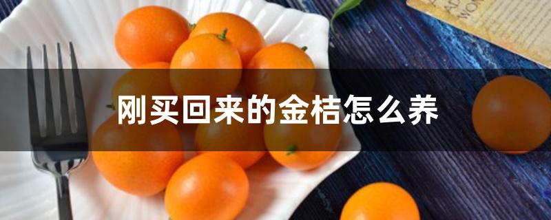 刚买回来的金桔怎么养 刚买回来的金桔怎么养