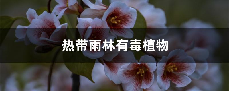 热带雨林有毒植物 热带雨林有毒植物