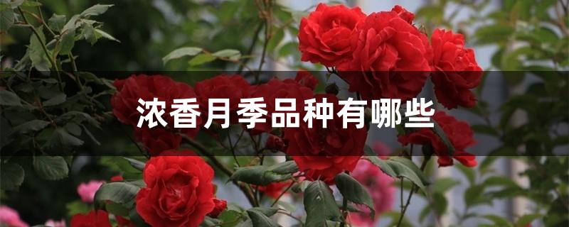 浓香月季品种有哪些 浓香月季品种有哪些