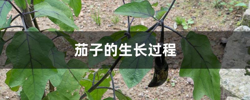 茄子的生长过程 茄子的生长过程