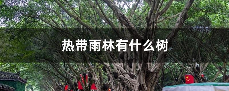 热带雨林有什么树 热带雨林有什么树