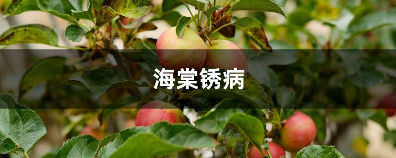海棠锈病 海棠锈病