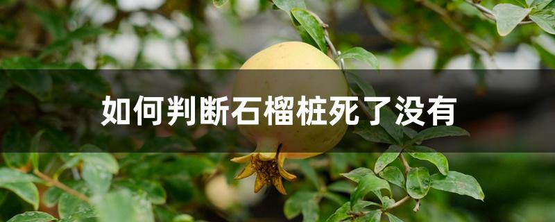 如何判断石榴桩死了没有 如何判断石榴桩死了没有