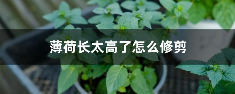 薄荷长太高了怎么修剪 薄荷长太高了怎么修剪