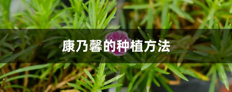 康乃馨的种植方法 康乃馨的种植方法