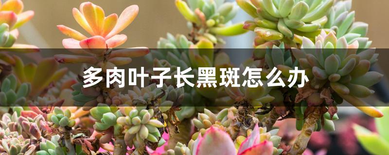 多肉叶子长黑斑怎么办 多肉叶子长黑斑怎么办