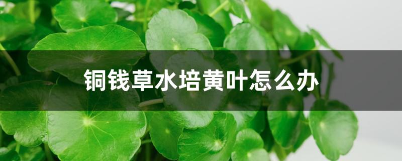 铜钱草水培黄叶怎么办 铜钱草水培黄叶怎么办