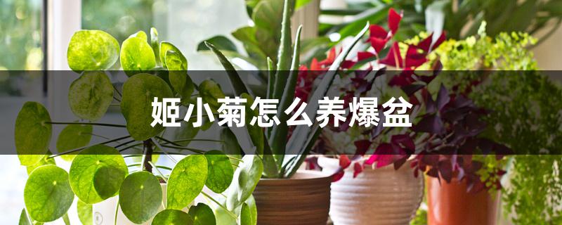 姬小菊怎么养爆盆 姬小菊怎么养爆盆