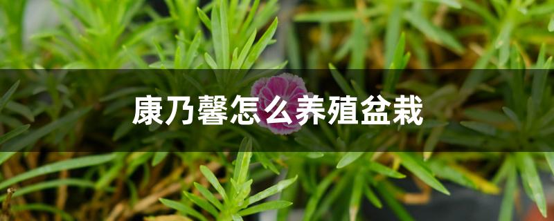 康乃馨怎么养殖盆栽 康乃馨怎么养殖盆栽