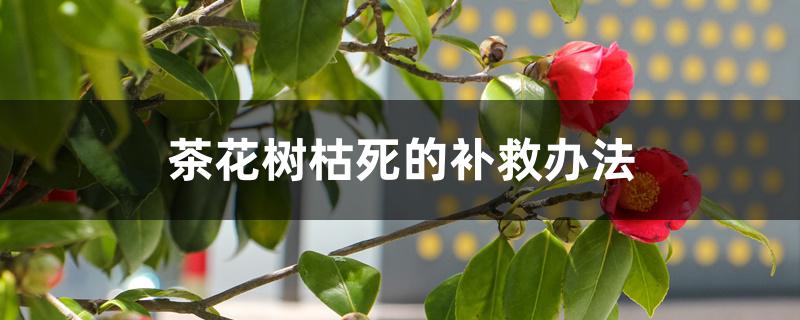 茶花树枯死的补救办法 茶花树枯死的补救办法