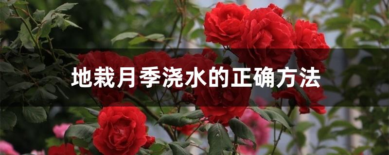 地栽月季浇水的正确方法 地栽月季浇水的正确方法