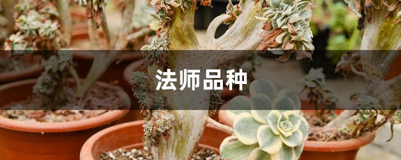 法师品种 法师品种