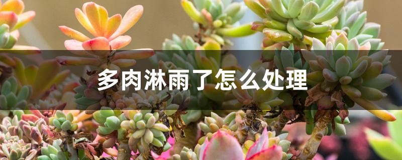 多肉淋雨了怎么处理 多肉淋雨了怎么处理