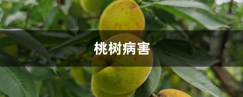 桃树病害 桃树病害