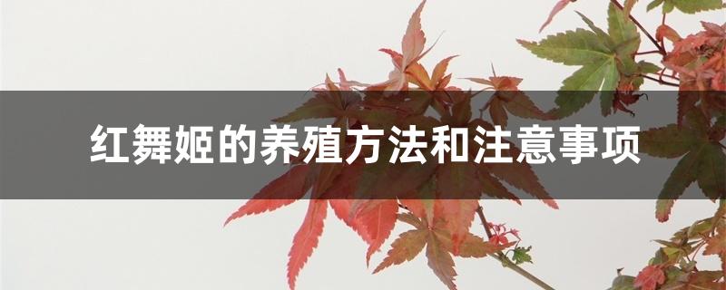 红舞姬的养殖方法和注意事项 红舞姬的养殖方法和注意事项