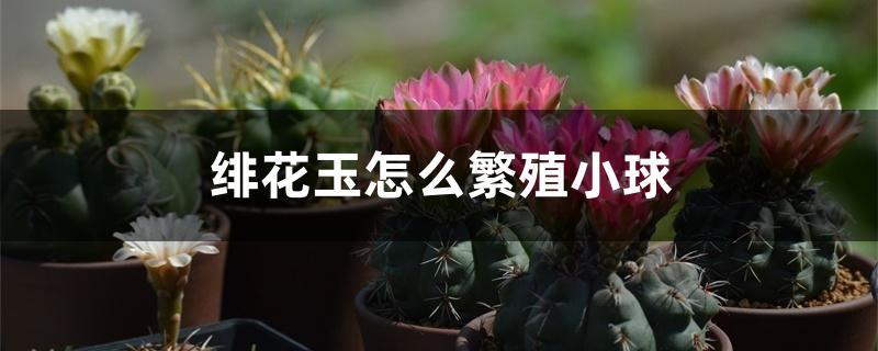 绯花玉怎么繁殖小球 绯花玉怎么繁殖小球