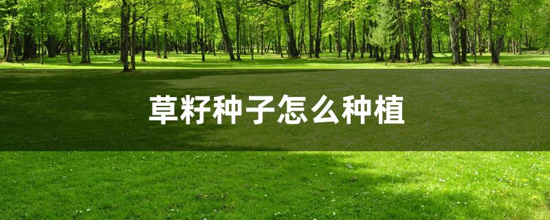 草籽种子怎么种植 草籽种子怎么种植