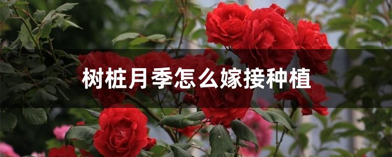 树桩月季怎么嫁接种植 树桩月季怎么嫁接种植