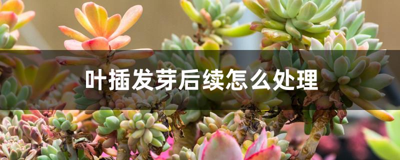 叶插发芽后续怎么处理 叶插发芽后续怎么处理
