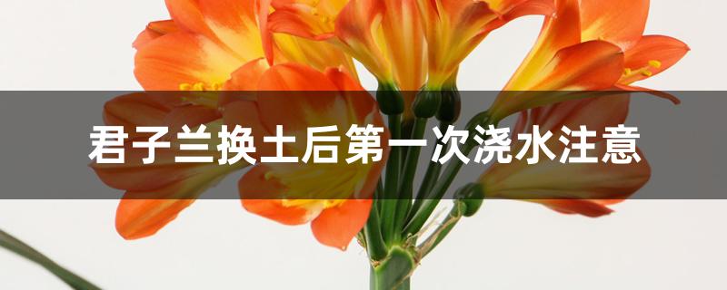 君子兰换土后第一次浇水注意 君子兰换土后第一次浇水注意