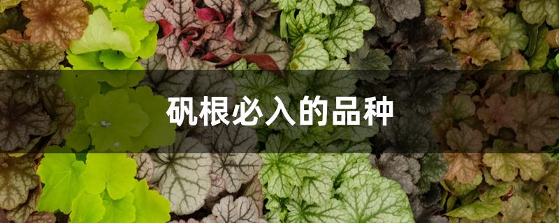 矾根必入的品种 矾根必入的品种