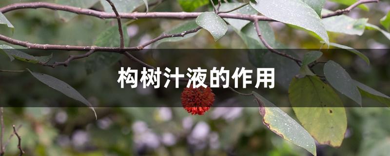 构树汁液的作用 构树汁液的作用