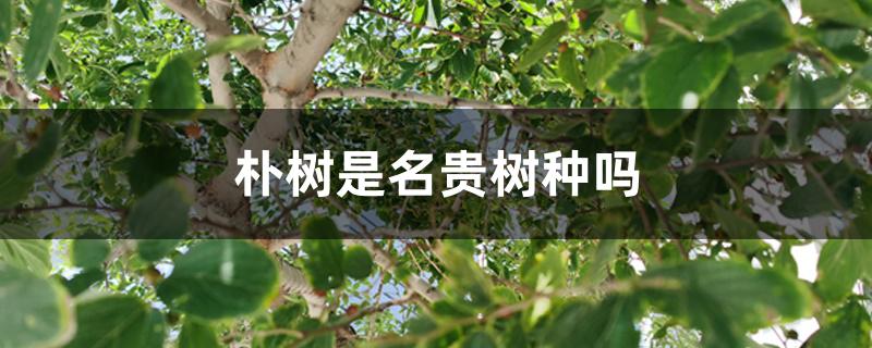 朴树是名贵树种吗 朴树是名贵树种吗