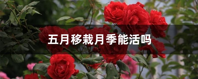 五月移栽月季能活吗 五月移栽月季能活吗