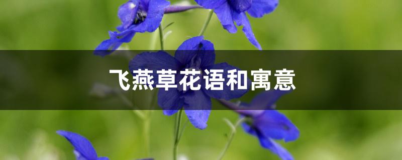 飞燕草花语和寓意 飞燕草花语和寓意