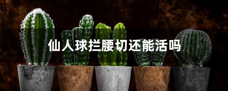 仙人球拦腰切还能活吗 仙人球拦腰切还能活吗