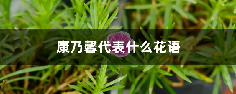 康乃馨代表什么花语 康乃馨代表什么花语
