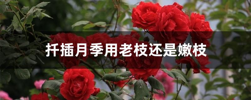 扦插月季用老枝还是嫩枝 扦插月季用老枝还是嫩枝