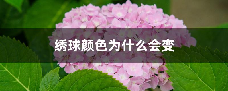 绣球颜色为什么会变 绣球颜色为什么会变