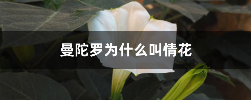 曼陀罗为什么叫情花 曼陀罗为什么叫情花
